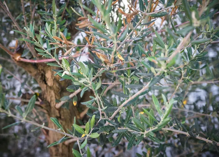 Attractive 5 Bedrooms Precious Amazing Sea Views * Rogoznica (Sibenik-Knin)